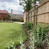 Modern garden planting